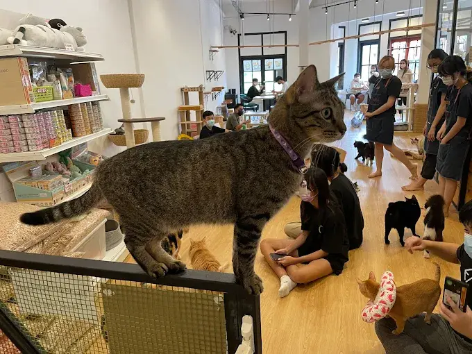 The Cat Cafe Bugis Experience​