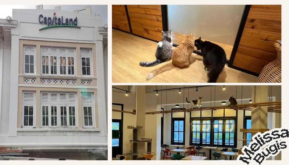The Cat Cafe Bugis