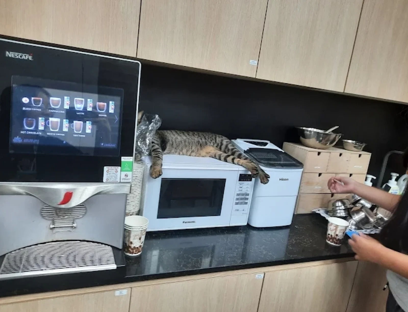 Meownistry of Meow bugis